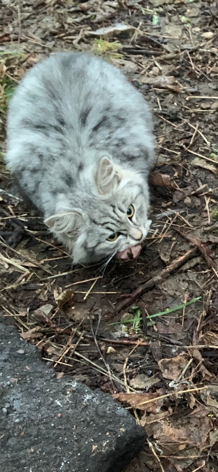 Найдена кошка в Твери — фото объявления