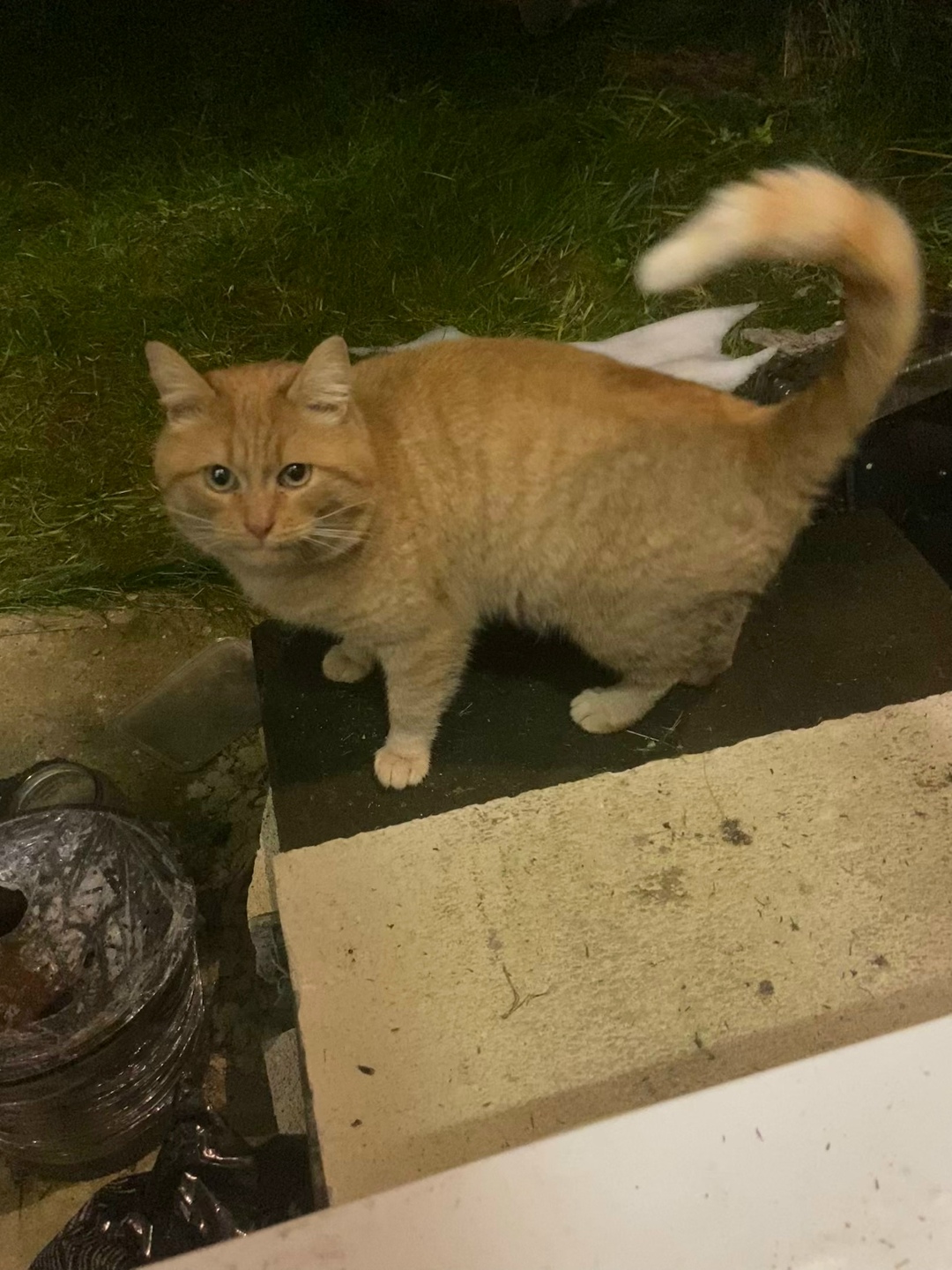 Найдена собака в Твери — фото объявления