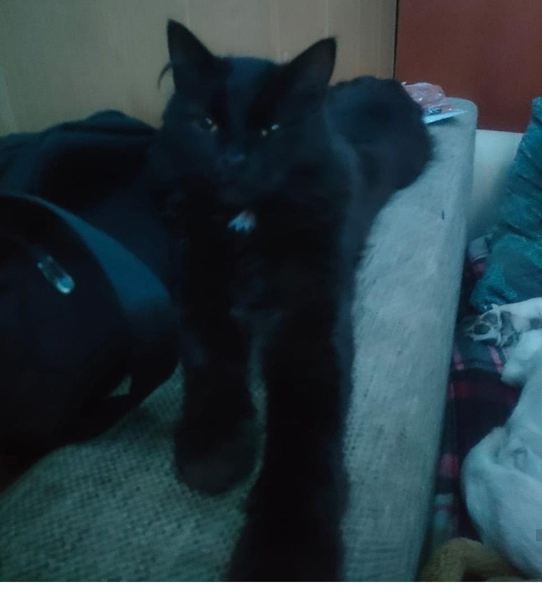 Найдена кошка в Твери — фото объявления