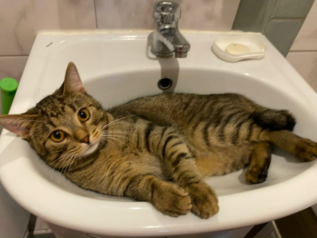 Пропала кошка в Твери — фото объявления