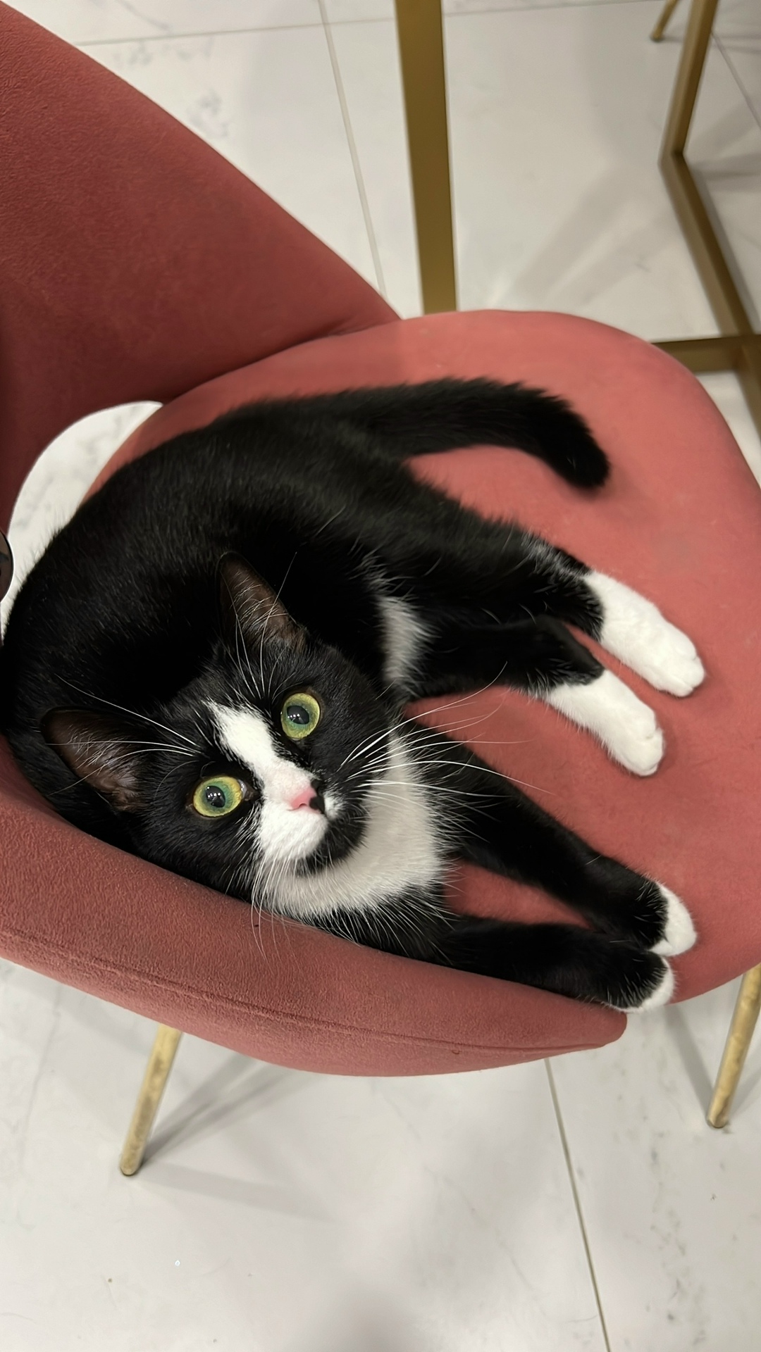 Пропала кошка в Твери — фото объявления