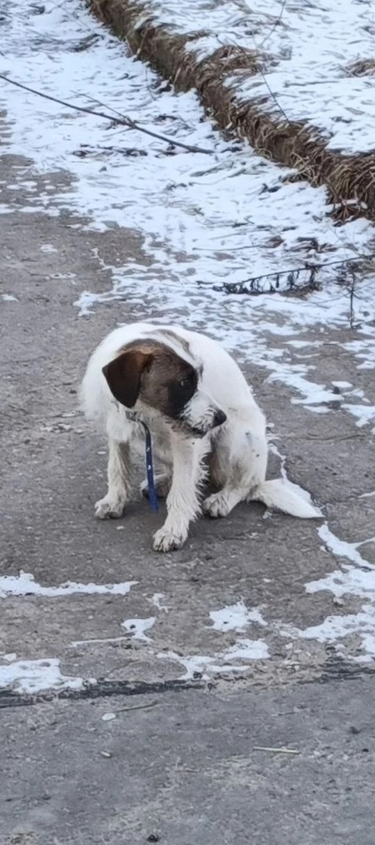 Найдена собака в Твери — фото объявления