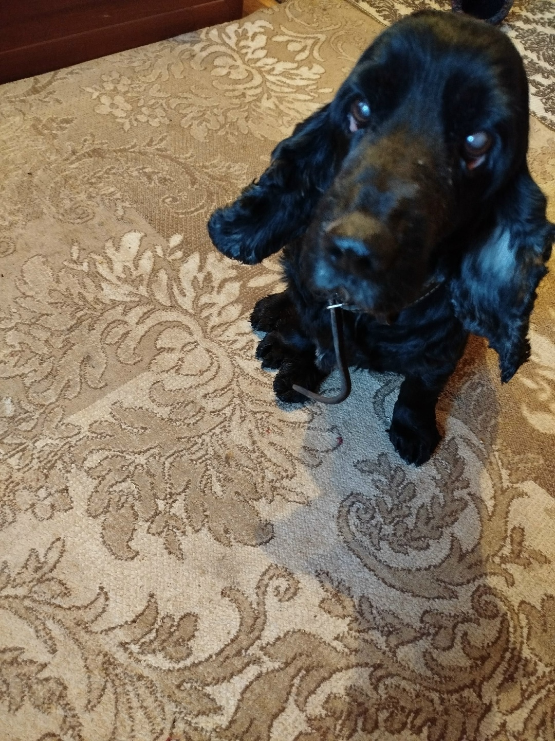 Найдена собака в Твери — фото объявления