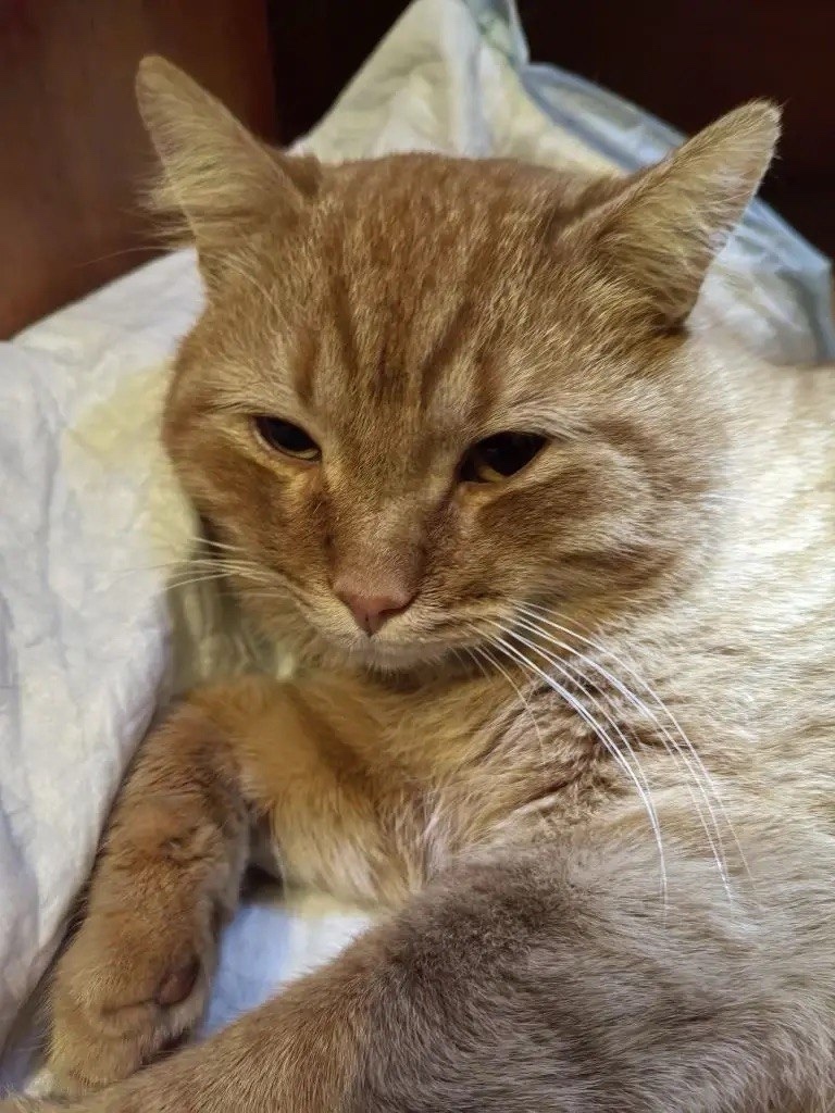 Найдена кошка в Твери — фото объявления