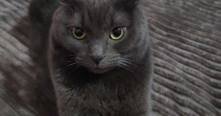 Пропала кошка в Твери — фото объявления