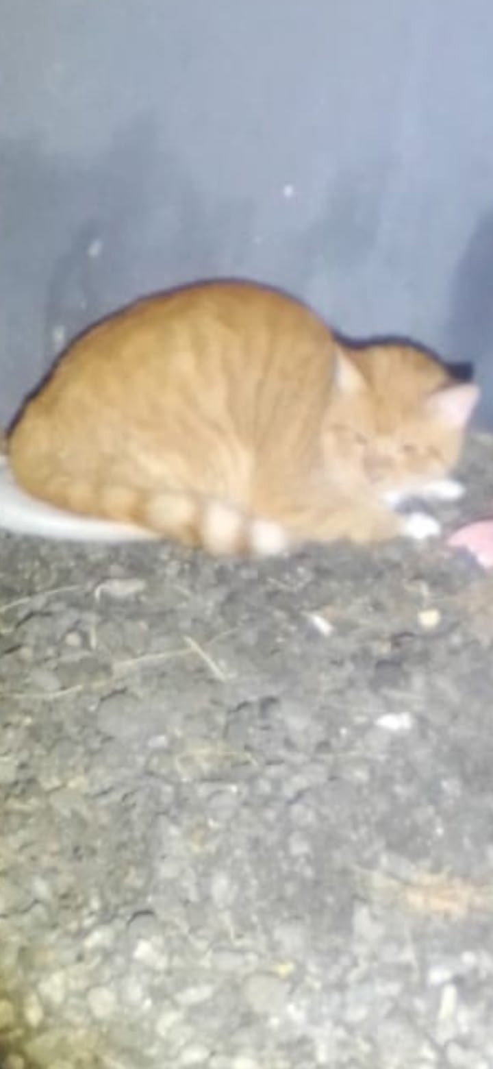 Найдена собака в Твери — фото объявления