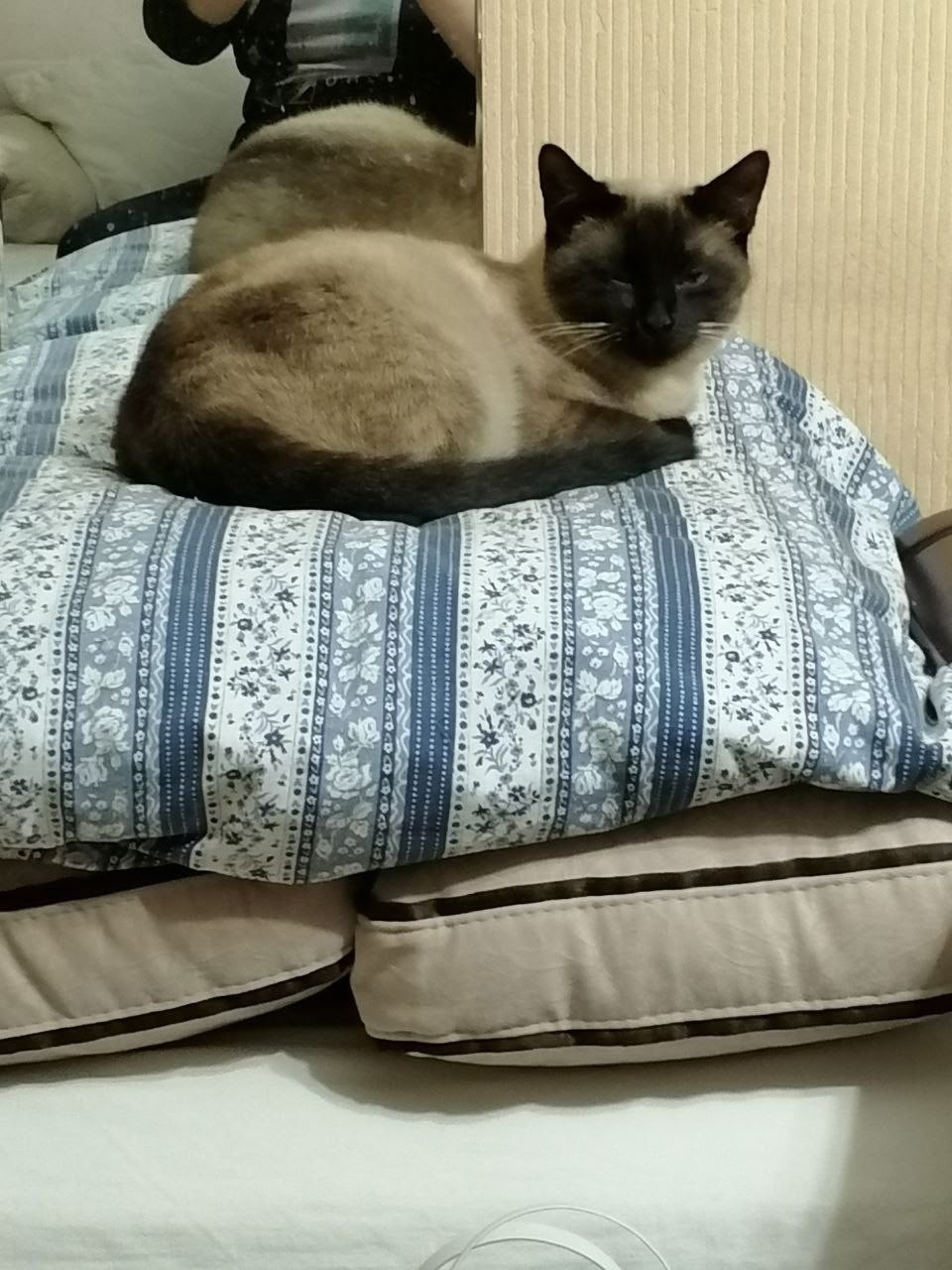 Найдена кошка в Твери — фото объявления