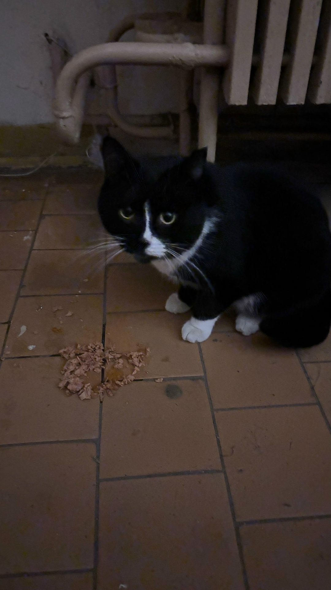 Найдена кошка в Твери — фото объявления