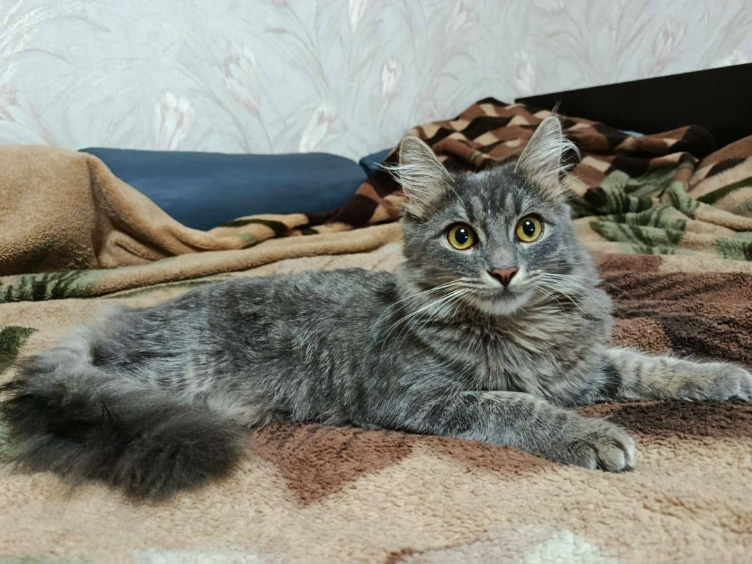 Пропала кошка в Твери — фото объявления