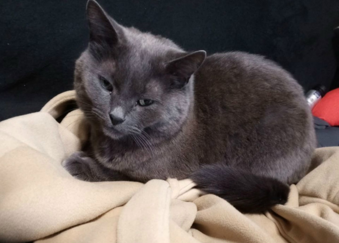 Пропала кошка в Твери — фото объявления