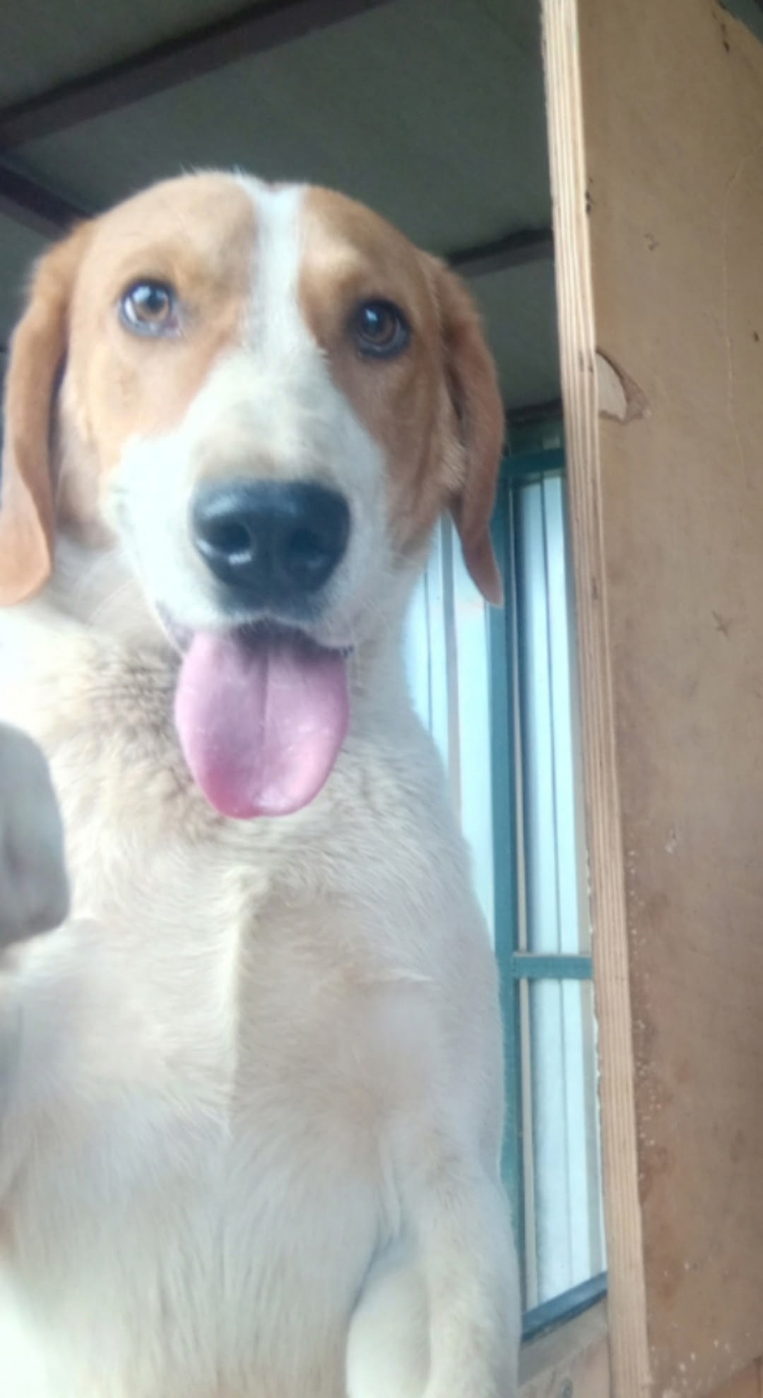 Пропала собака в Твери — фото объявления