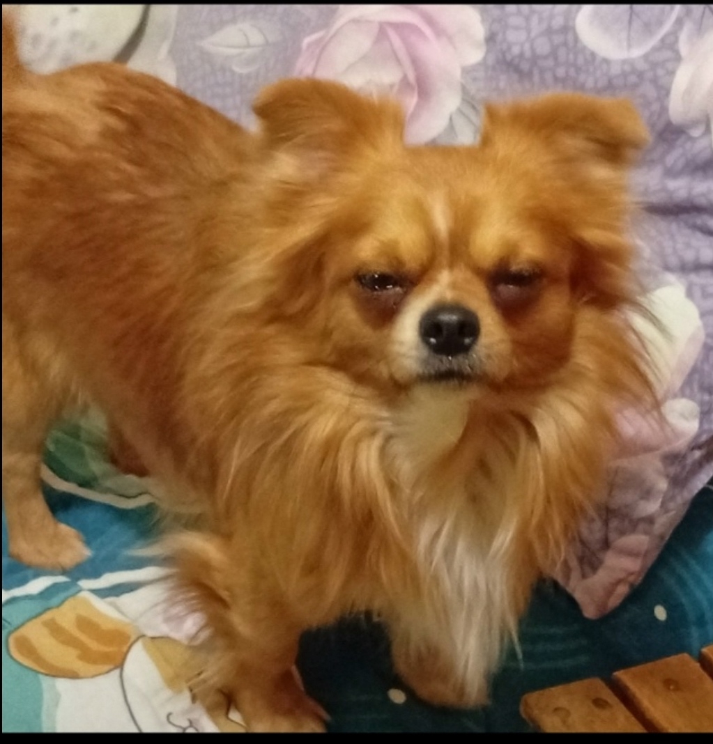 Пропала собака в Твери — фото объявления