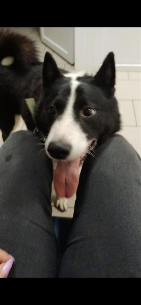 Пропала собака в Твери — фото объявления