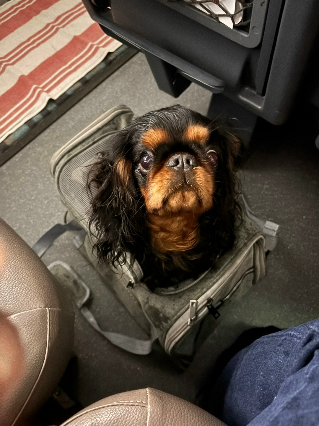 Пропала собака в Твери — фото объявления