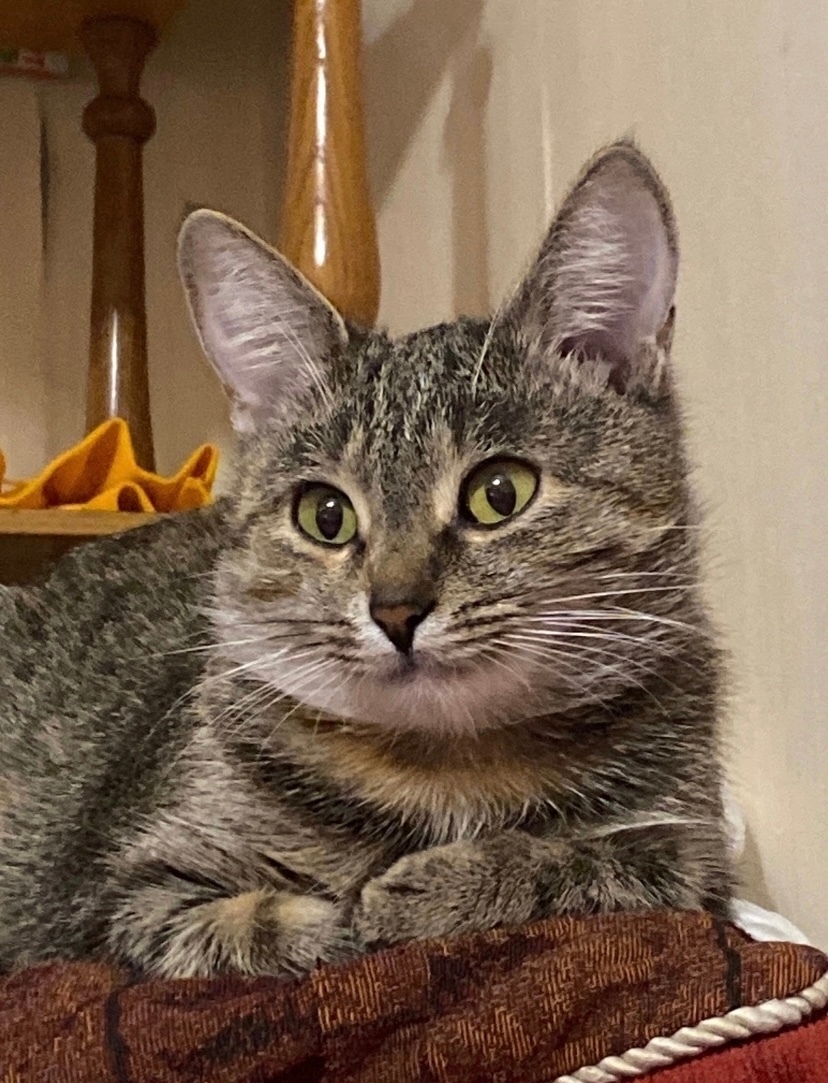 Пропала собака в Твери — фото объявления