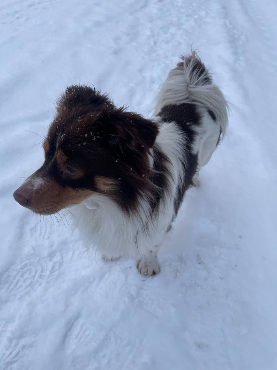 Найдена собака в Твери — фото объявления