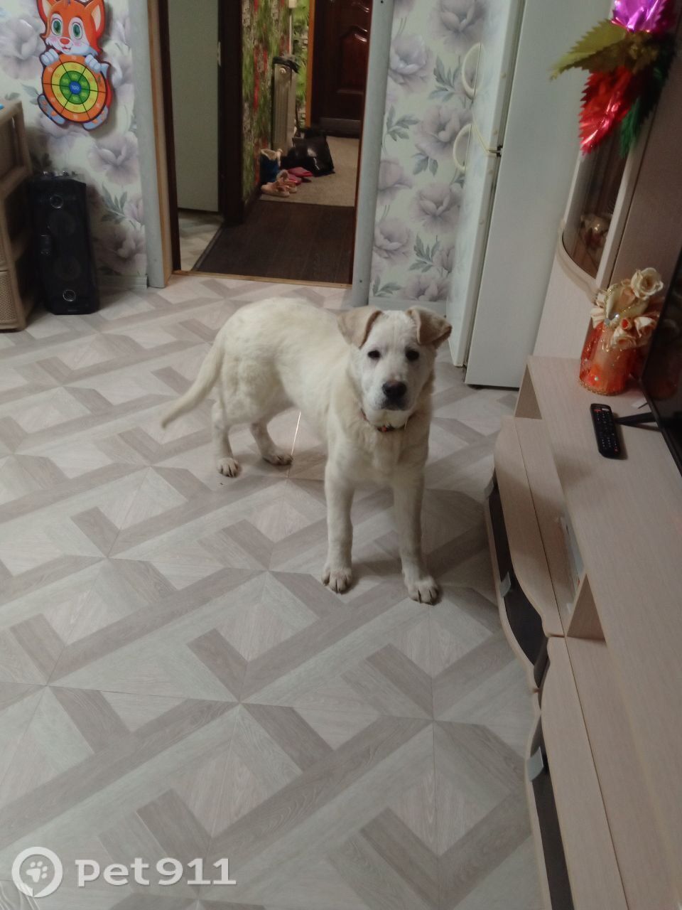 Пропала собака в Твери — фото объявления