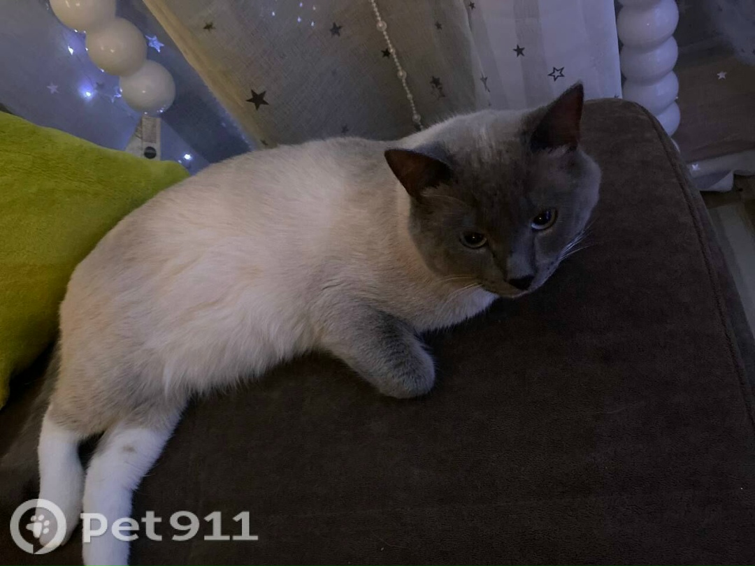 Пропала кошка в Твери — фото объявления