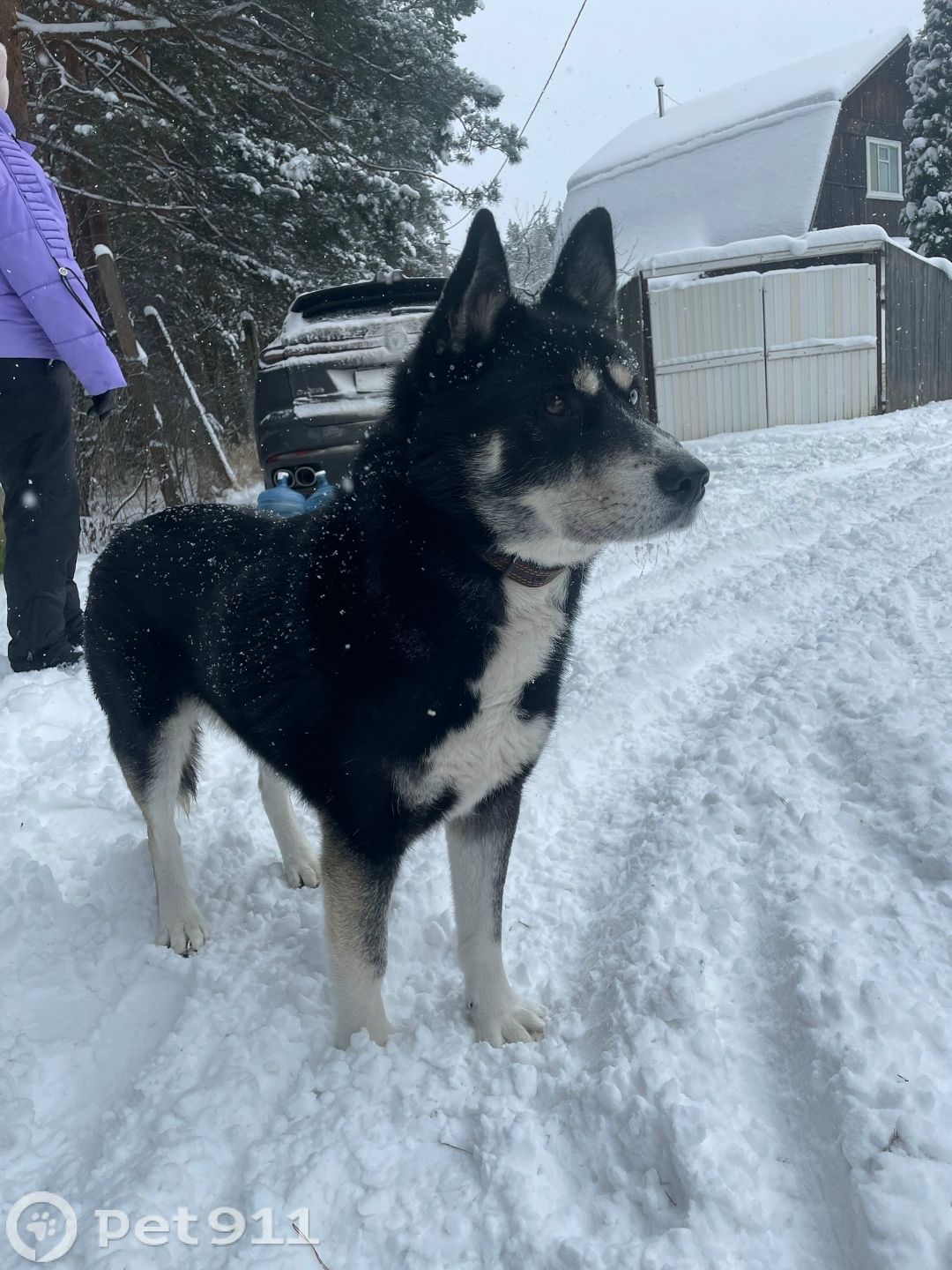 Найдена собака в Твери — фото объявления