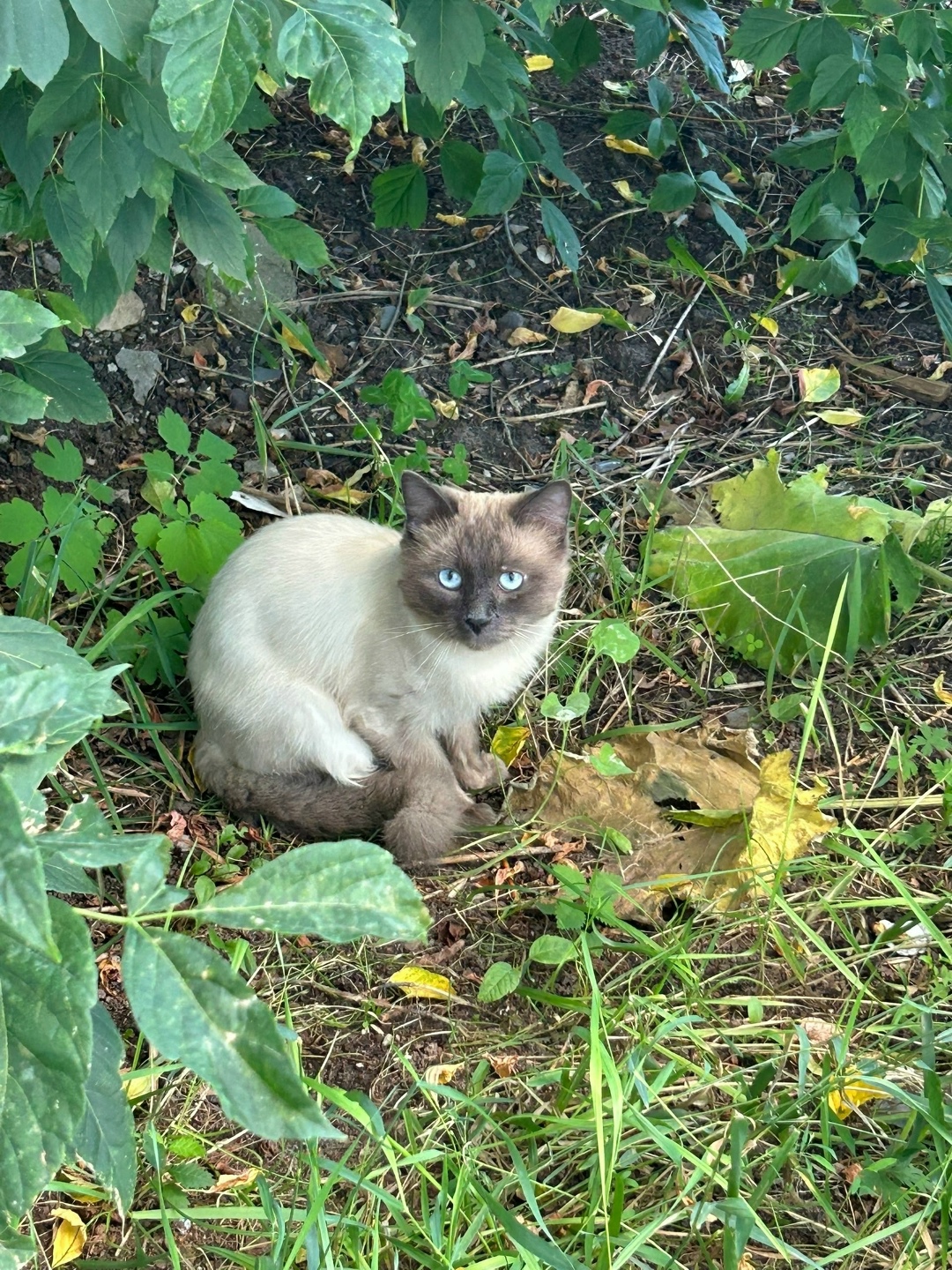 Найдена кошка в Твери — фото объявления