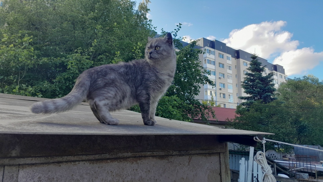 Пропала кошка в Твери — фото объявления