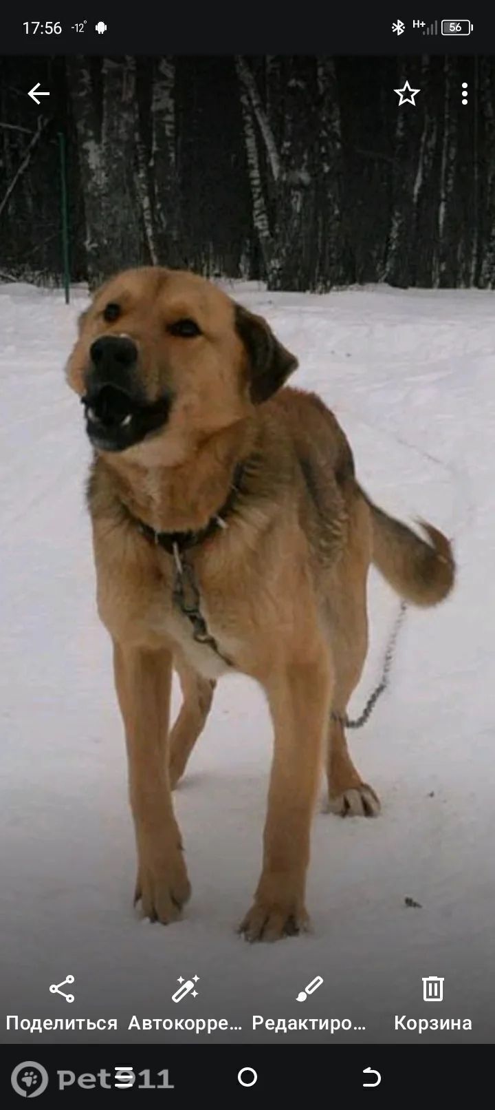 Пропала собака в Твери — фото объявления