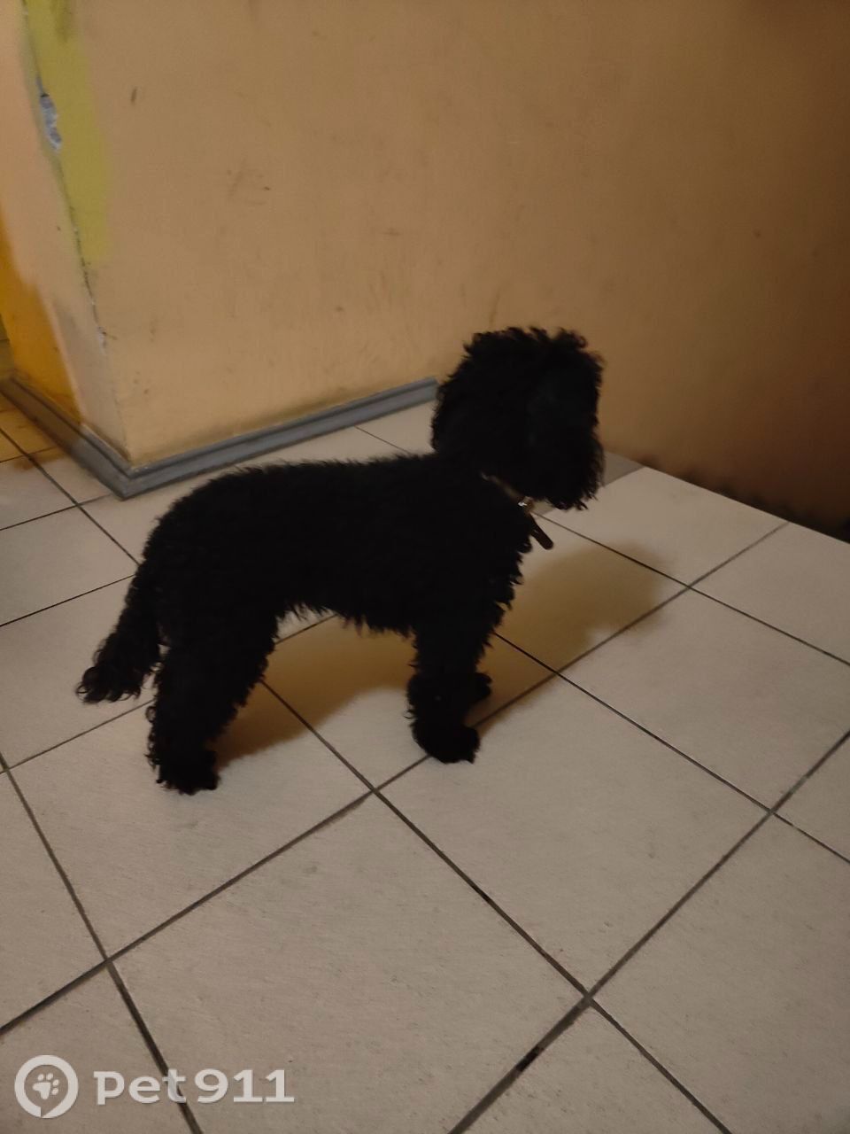 Найдена собака в Твери — фото объявления