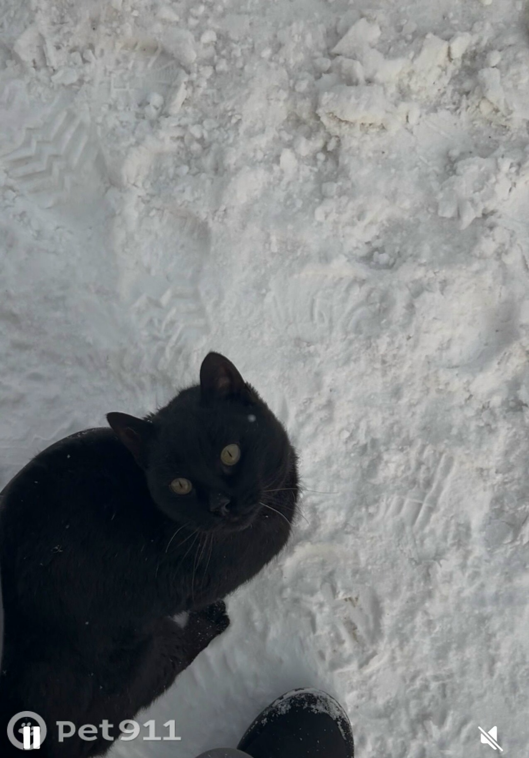 Найдена кошка в Твери — фото объявления