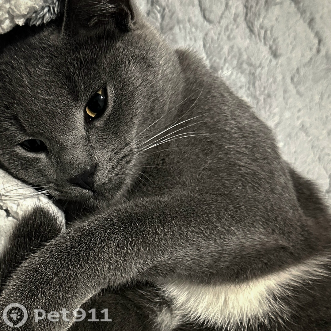 Пропала кошка в Твери — фото объявления