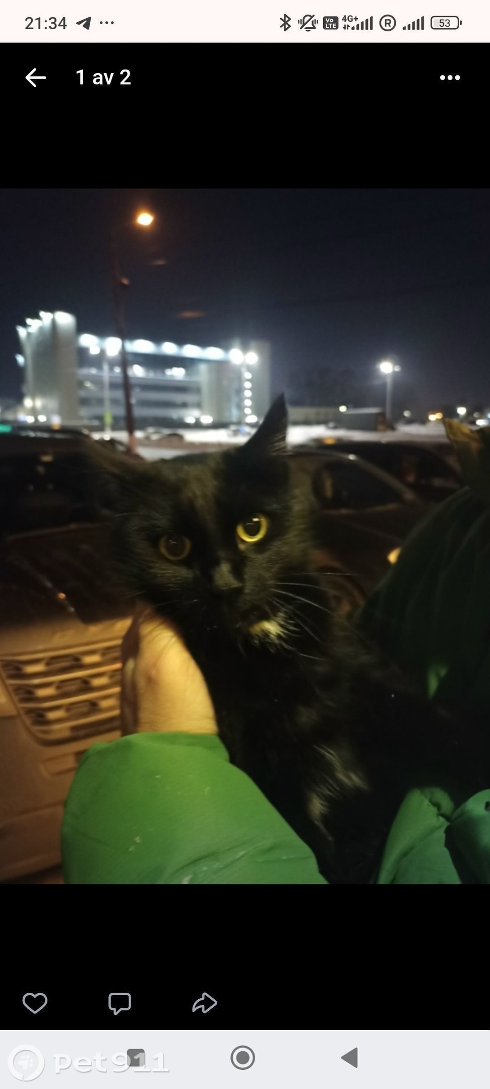 Найдена кошка в Твери — фото объявления