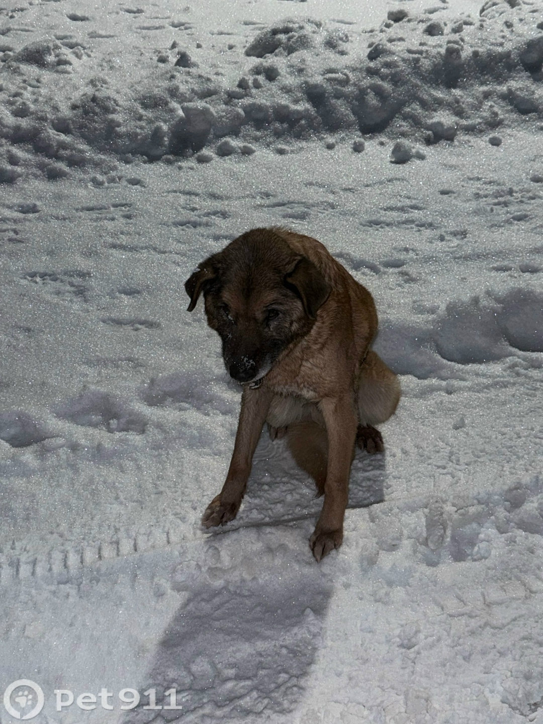 Найдена собака в Твери — фото объявления