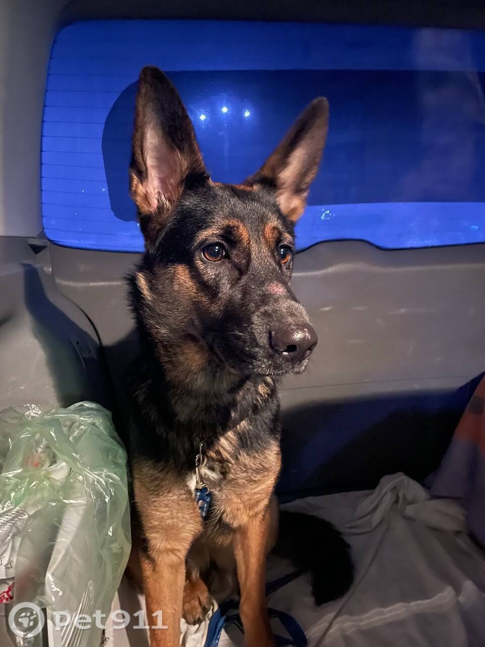 Найдена собака в Твери — фото объявления