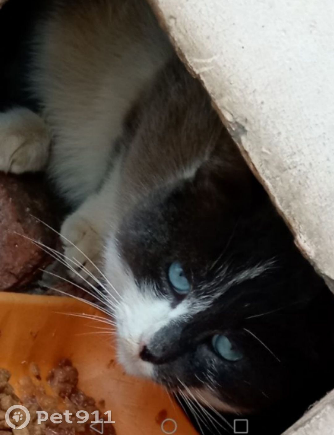 Найдена кошка в Твери — фото объявления