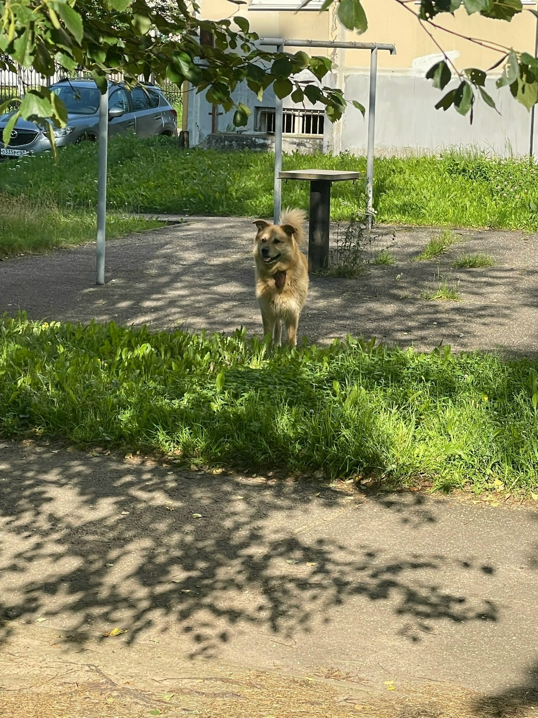 Найдена собака в Твери — фото объявления