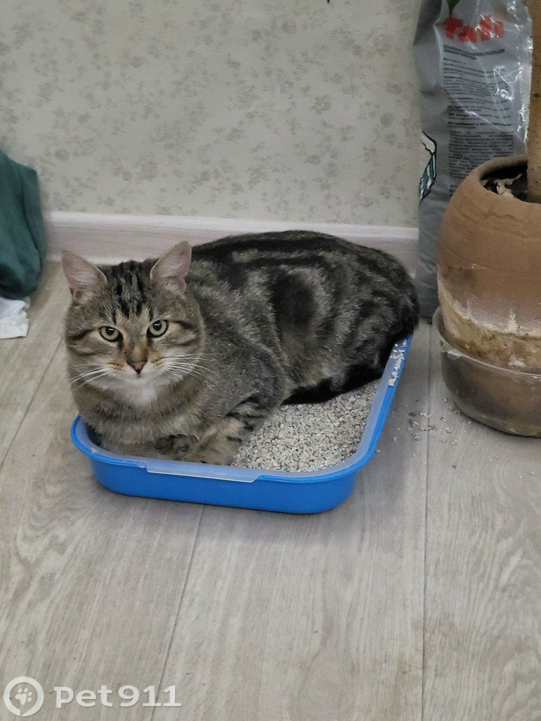 Пропала кошка в Твери — фото объявления