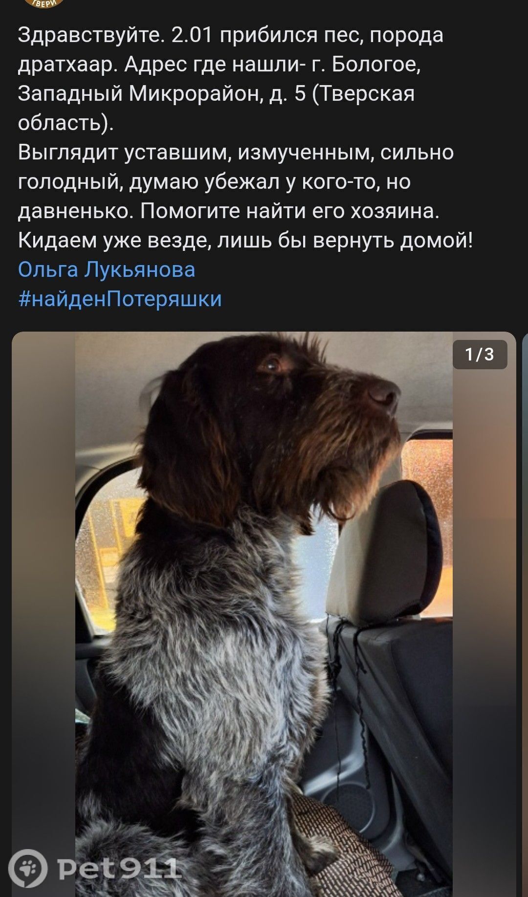 Найдена собака в Твери — фото объявления