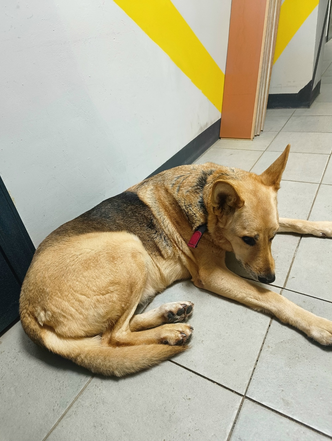 Найдена собака в Твери — фото объявления