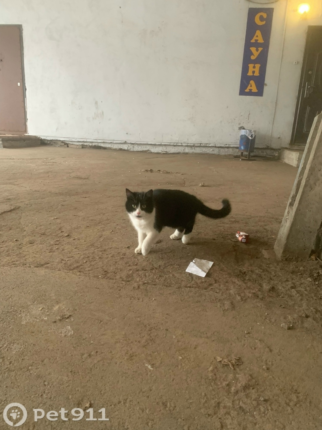 Найдена кошка в Твери — фото объявления