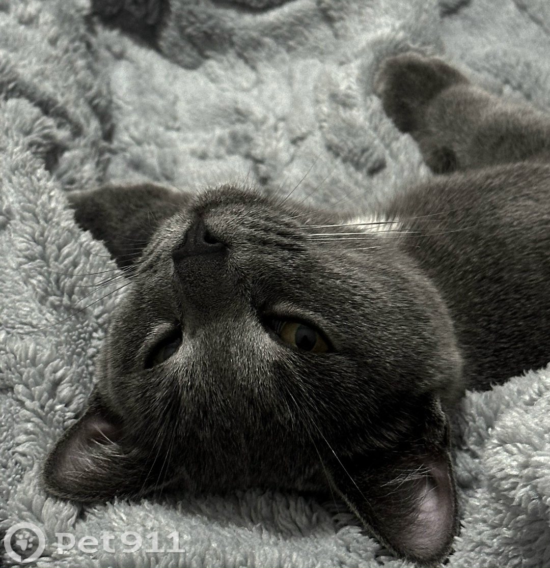 Пропала кошка в Твери — фото объявления