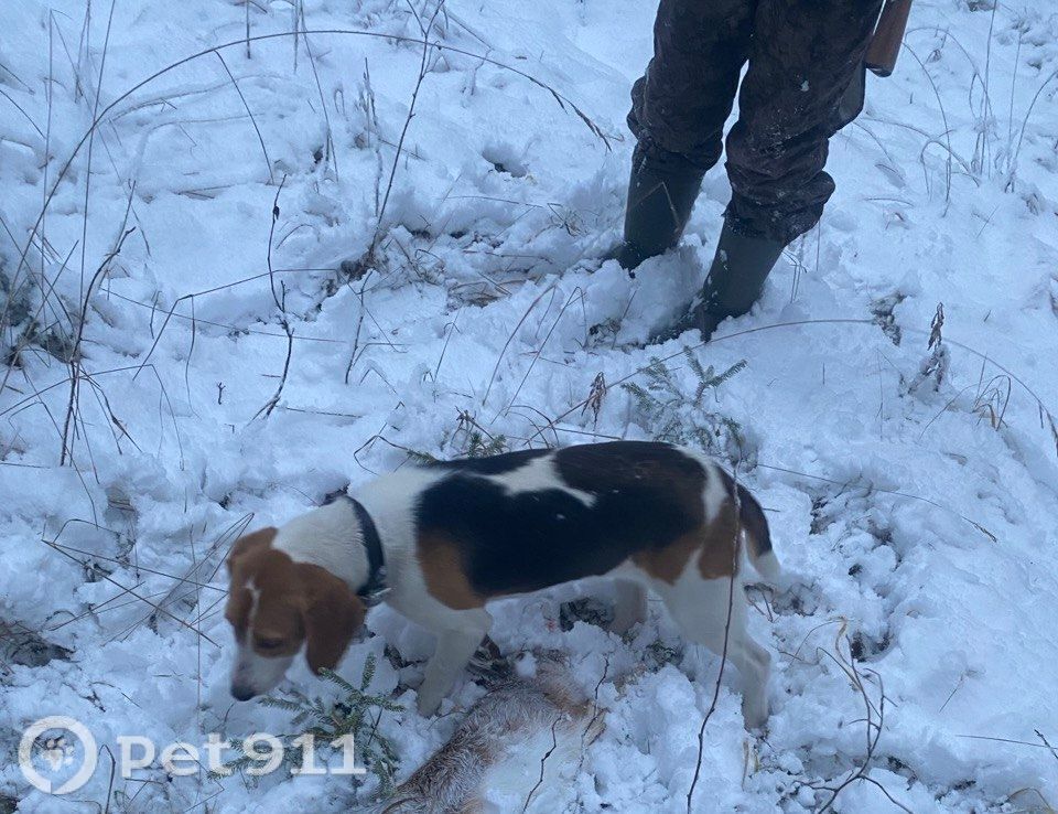 Пропала собака в Твери — фото объявления