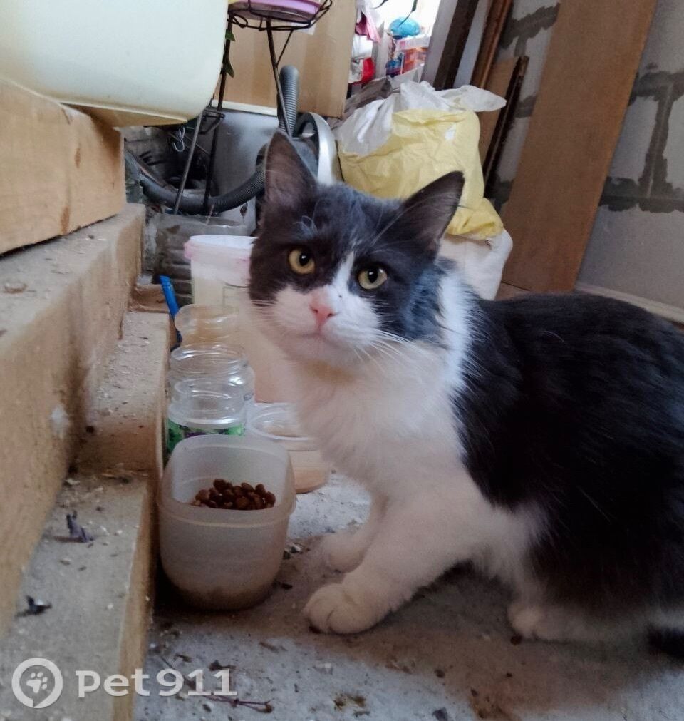 Найдена кошка в Твери — фото объявления