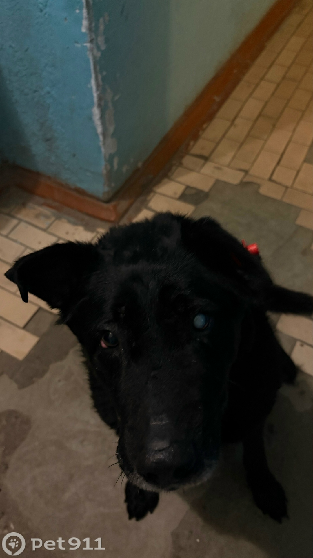 Найдена собака в Твери — фото объявления