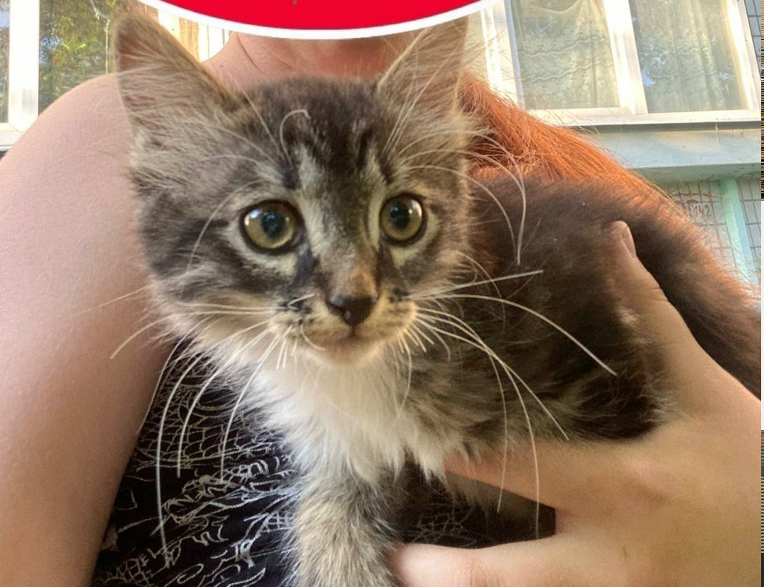 Найдена кошка в Твери — фото объявления