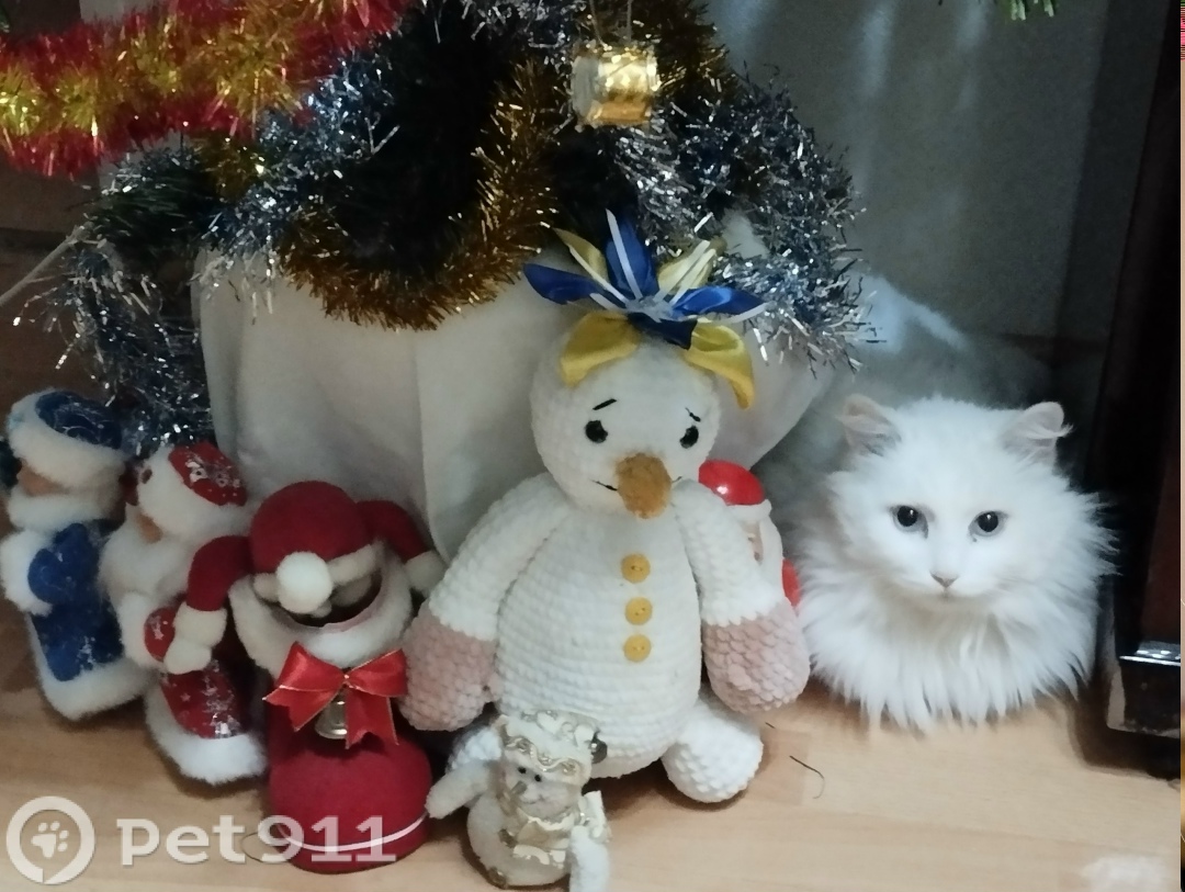 Пропала кошка в Твери — фото объявления