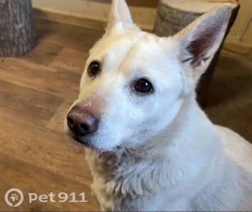 Найдена собака в Твери — фото объявления