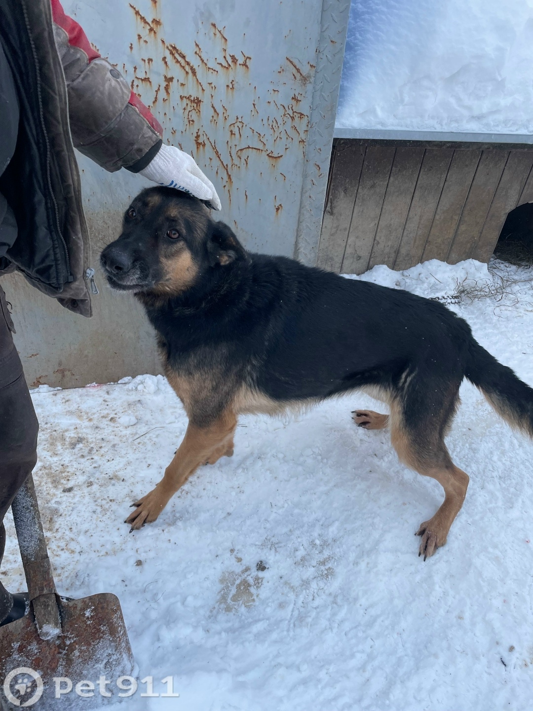 Найдена собака в Твери — фото объявления