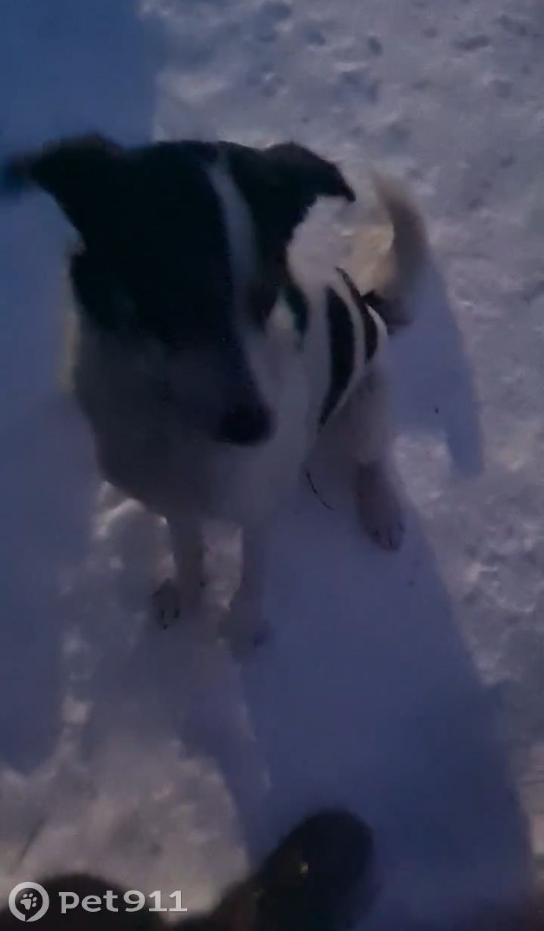 Найдена собака в Твери — фото объявления