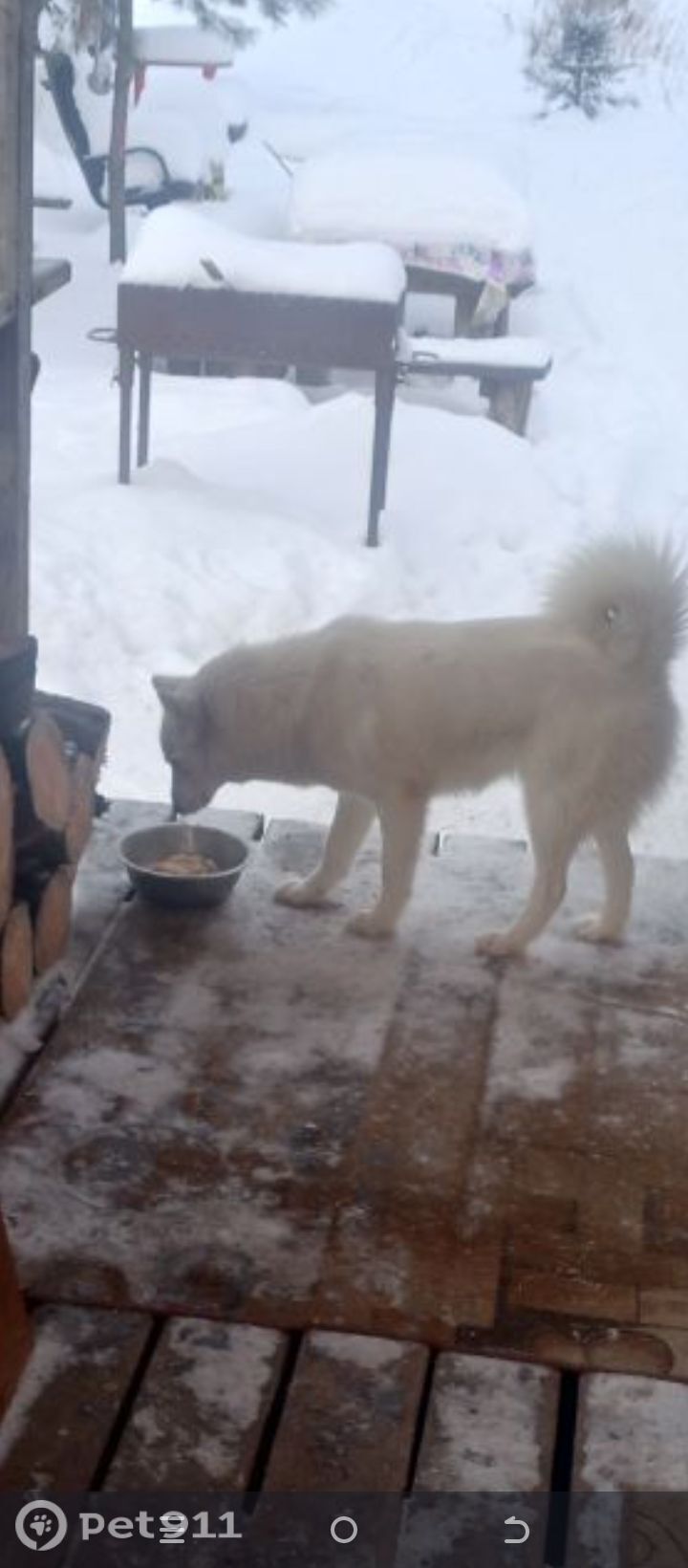 Пропала собака в Твери — фото объявления