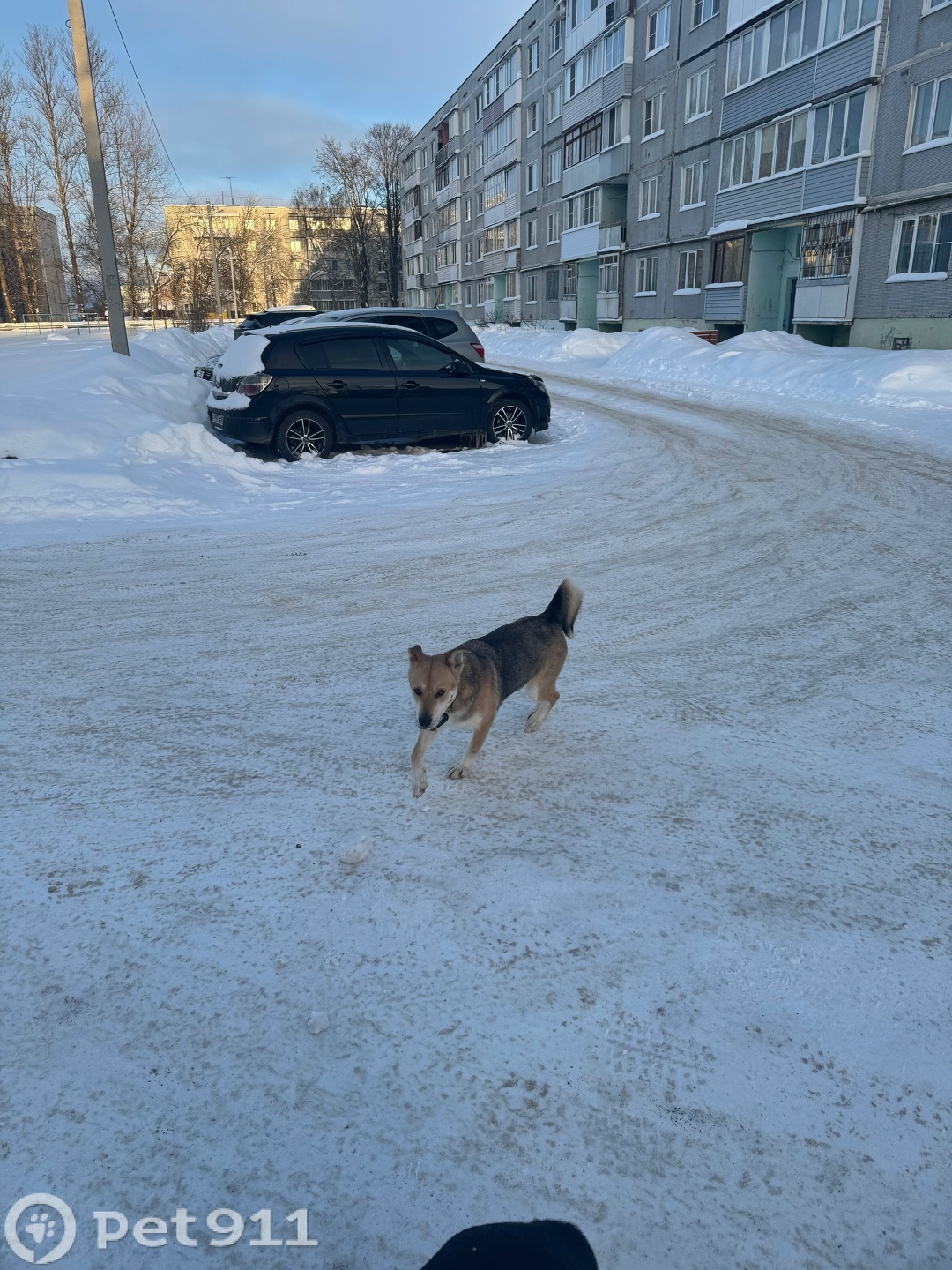 Найдена собака в Твери — фото объявления