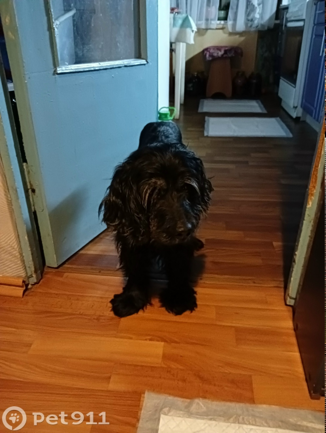 Найдена собака в Твери — фото объявления